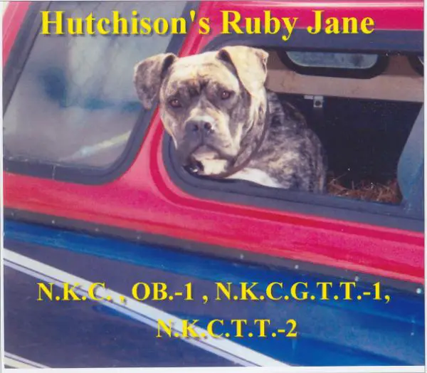 Hutchison's Ruby Jane