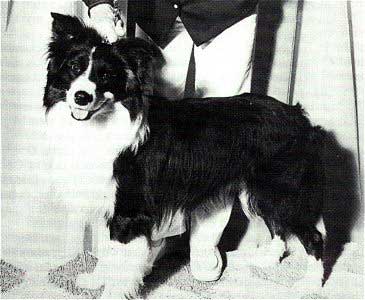 AUST CH Gotrah Talybent Roger CDX