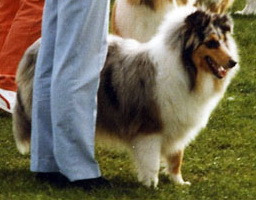 Mybern Blue misty at kourika