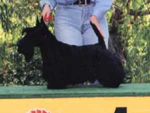 CH, JCh. Etoile Titán Mystic Ellora