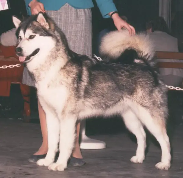 CH Oakiok's Midnight Maverick