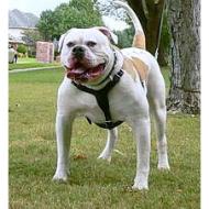 Brother's Buster of Thompson's