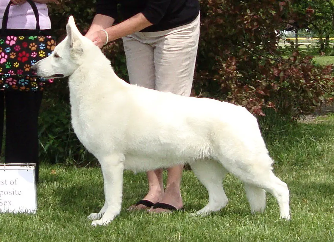 UKC/AWSA/WSCC CH Royal Spasz Von Tasz