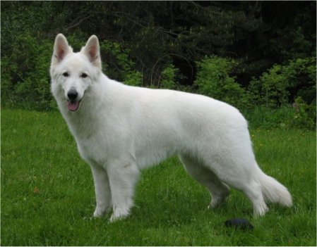 FIN CH Yara of White Condor