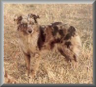 WTCH Slash V Bittersweet