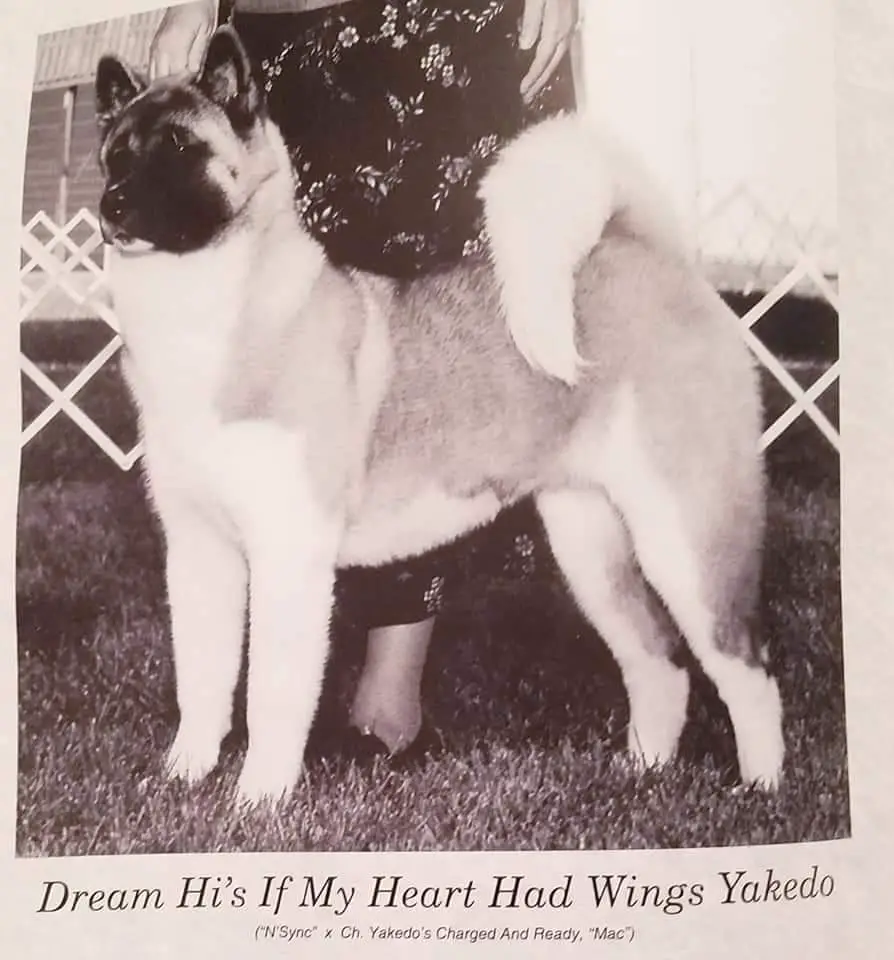 AKC CH Dream Hi If My Heart Had Wings Yakedo