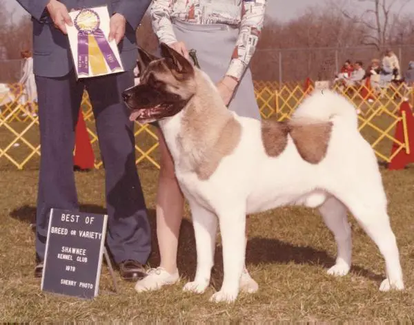 AKC CH Tobe's Peking Jumbo