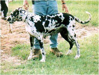 Ciarra Jasmine Helton