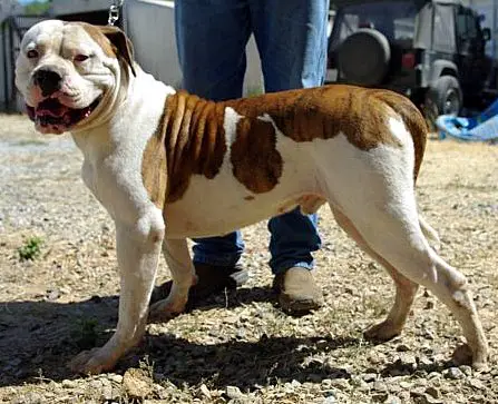 Birt's Titan of Auroch