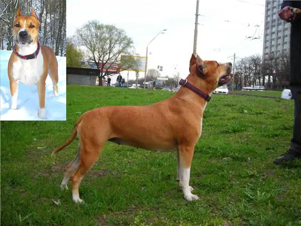 CAC Karrada Glory Givenchy Hot Couture