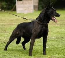 Van Leeuwen's Cleo (Ms. M. Bays, Alum Creek WV USA)