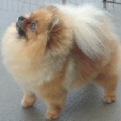 Ragdoll's Gingerbread Cookie