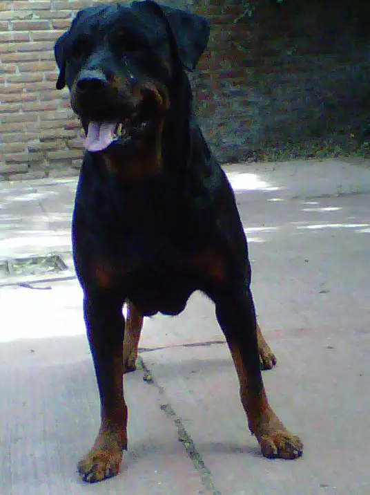 Astra Didmiestis Padilla