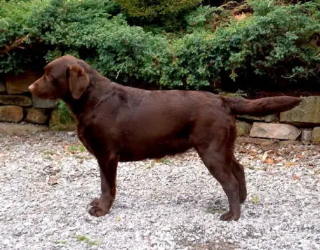 Llanstinan Shockolatte Linjor