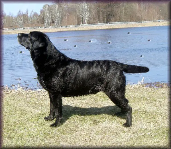 CH SW Smart Fellow's Reline the Troops