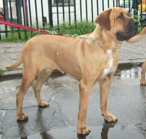 PL CH / CLUB W05 Hanah Musashi Land