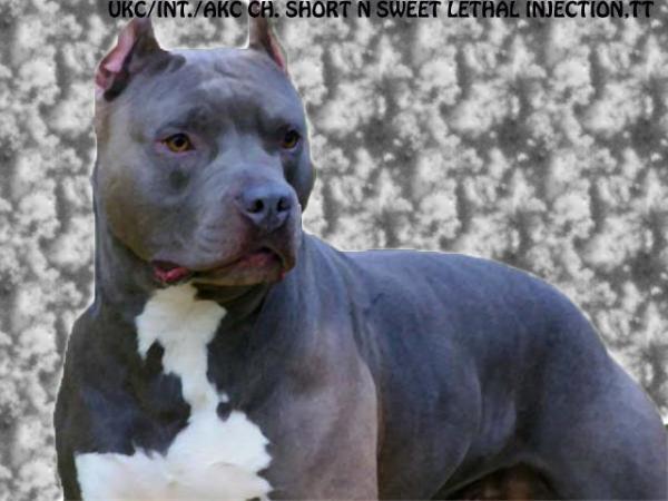 AKC/UKC/ INT CH Short N Sweet Lethal Injectn