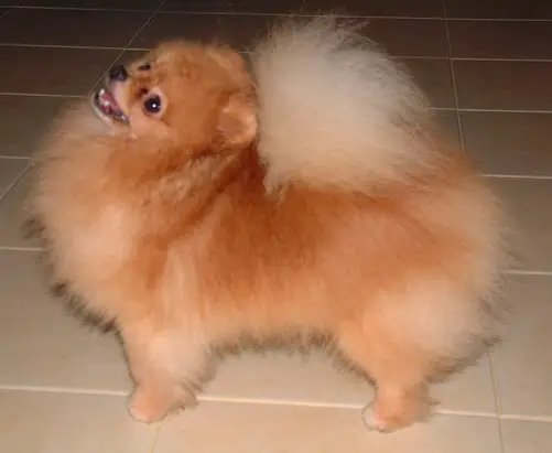 THAI CH Starfire's American Gigolo