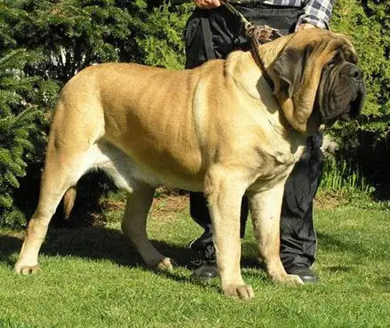 CH Damaco Brynydrie Of Bredwardine