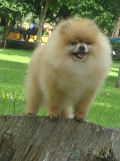 AM CH Noble's So-So Sharp