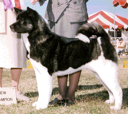 AKC CH Moonlight's Xena Of Silver Star