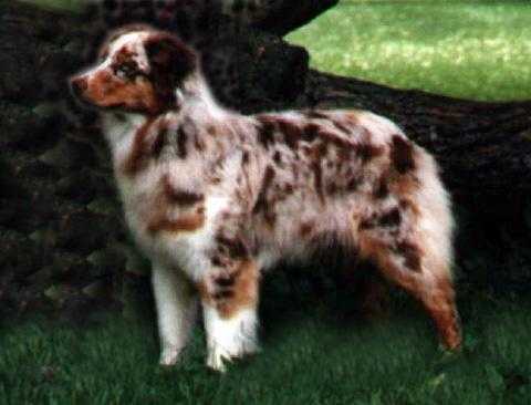 AKC Ch. Lil' Creeks Custom Blend