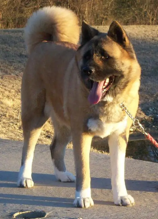 Big Bears Daisy Of Evad