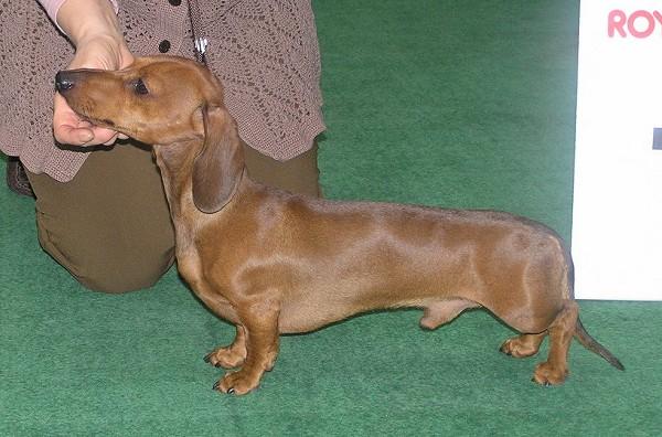 INT.CH. RUS CLUB Tornado Bleiz ASTERIX