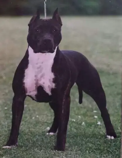 Sindelar's Old Hickory Jessy