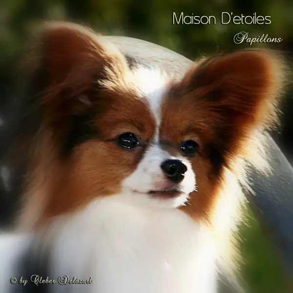 BR.CH.PANAM CH Salatino Mon Truc En Plumes