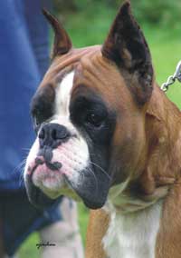 SK CH Carlino Fender Edda