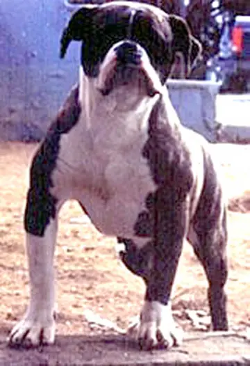 SBK's Sammy Joe