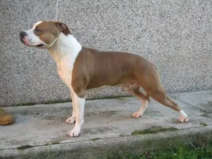 Mississippi Red Servo Tullio