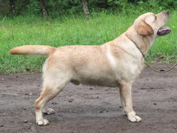 PH CH Sunshadow Hanging On A Star
