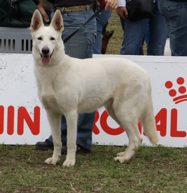 CH Perla (aka Kira) 07 60420