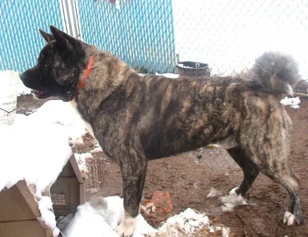 UKC CH UKC Top Ten #8 2002 Hanabi Yoshi Ni Shimas