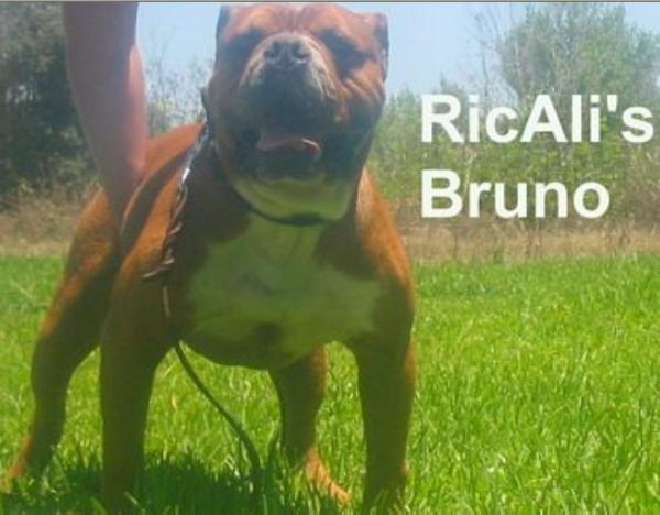 RicAli's Bruno