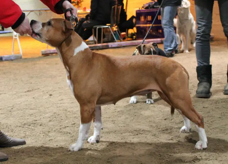 Notorious Top Dogz Lady bug