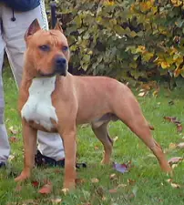 CH Yumbo Yet Tipit Z Hanky