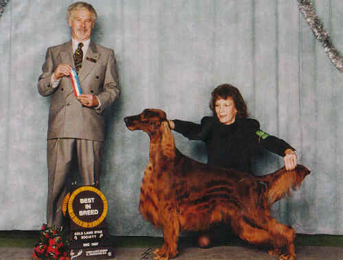 AM/CAN |CH. Allegrofarm Quinn