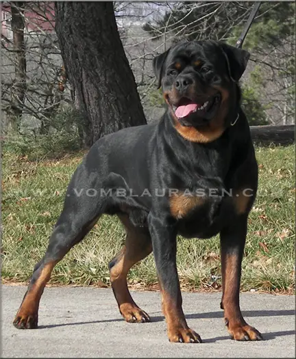 Kayara Flash vom Blaurasen