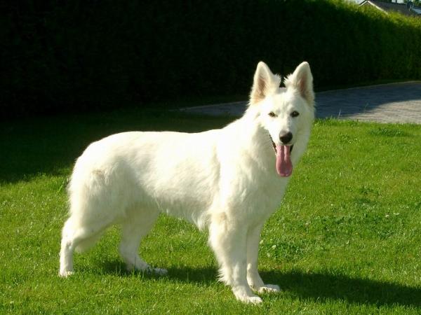 Akira vom Entweger Hof