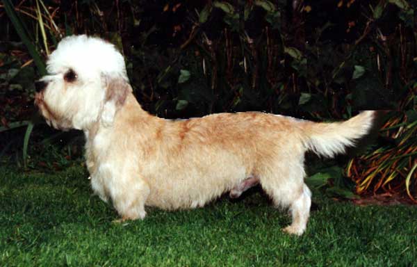 MULTI-CH, 2X WW Swanwillow Golden Guinea at Amansan