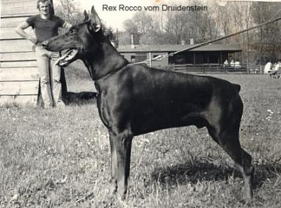 CH Rex Rocco V. Druidenstein