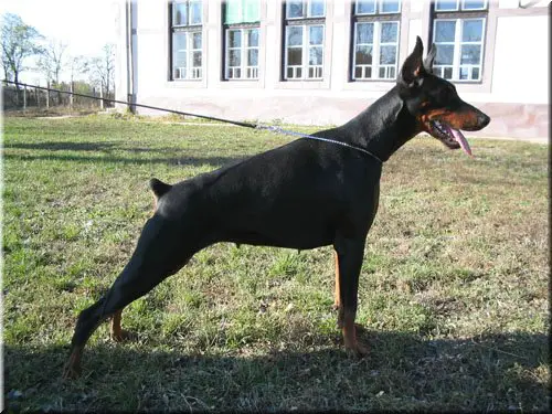 ICH Damajanti di Modello