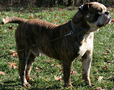 Abney's Sumo of Estill