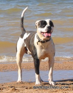 Riverina's Jake Da Muss