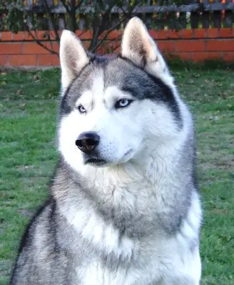 EASY RIDER Hydrargium