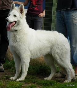 NORAH WHITE DIAMOND Las Kornas