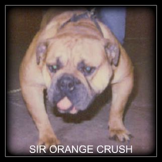 Sweeter's Orange Crush
